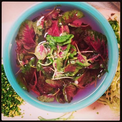 Red Amaranth being cleaned in cold water before being dropped in the warm broth